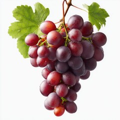 Fototapeta premium Bunch of ripe tempranillo grapes showcasing spanish harvest for winemaking and culinary use