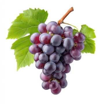 Rich purple malbec grapes from argentina isolated on white background for wine and culinary design