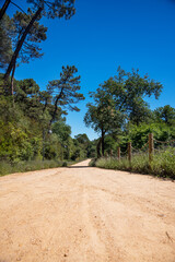 Fototapeta premium A path in a sand park without people among trees and bushes on a sunny summer day.