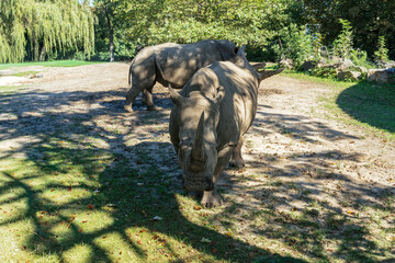 Two rhinos stroll in their habitat. The rhino in front has a large horn and the background rhino is in the sunlight. © MAKSYM