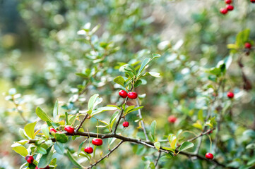 Bunch of bright red berries on a green bush with foliage in sharp focus against a blurred natural background