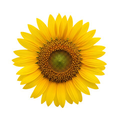 Fototapeta premium Vibrant Sunflower Close-up Bright Yellow Petals & Dark Background,petals