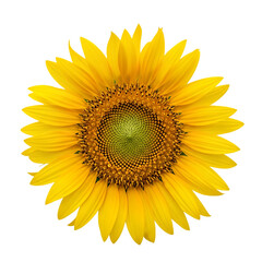 Fototapeta premium Vibrant Yellow Sunflower Bloom Isolated on Black Background