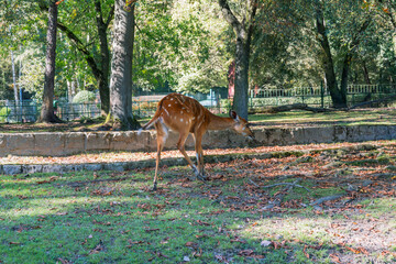 Spotted deer on the hunt for food near a forest, captured with an eye-level shot on a sunny afternoon, foraging for nourishment.