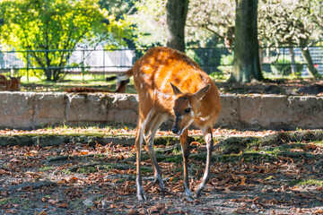 Graceful African Bushbuck grazes under dappled sunlight. A tranquil wildlife scene.