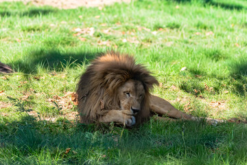 Lion resting peacefully in dappled sunlight, its majestic mane catching the light. A serene moment captured in nature.