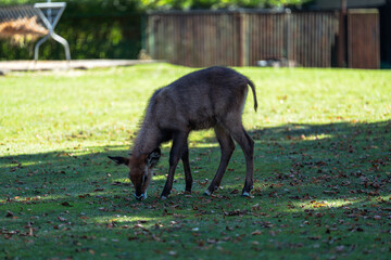 Young antelope grazes peacefully on green lawn.  Natural light filters through leaves, casting shadows on the ground.