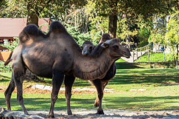 Fototapeta premium Two Bactrian camels are standing peacefully. The camels stand tall with a sandy base and verdant foliage backdrop, zoo setting.