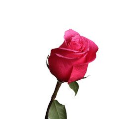 red rose flower isolated on transparent background 
