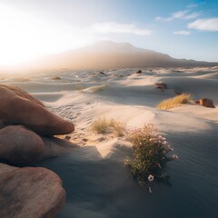Golden hour light on desert landscape with sparse vegetation and rocks