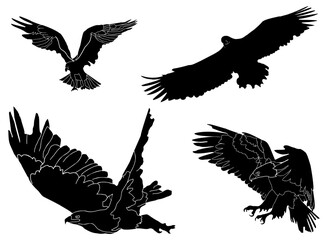 eagle vector illustration