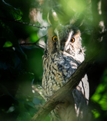 long-eared owl