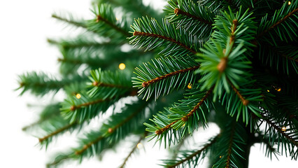 Christmas tree pine garland spruce plant fir isolated on white background