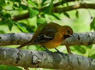 Baltimore Oriole perched on a branch