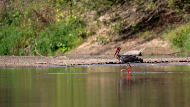 Black stork (Ciconia nigra)  
