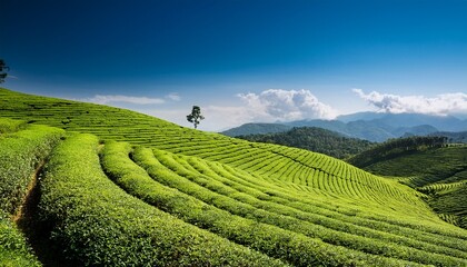 Tea Plantation And Green Tea Plantation