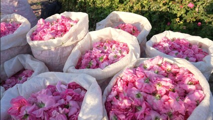 Damask rose petals in bags. Picked products. Harvested flowers. Rose attar, rose essence. Essential oil factory