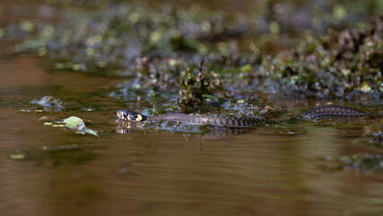 The grass snake (Natrix natrix)
