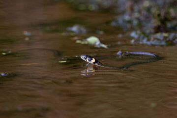 The grass snake (Natrix natrix)