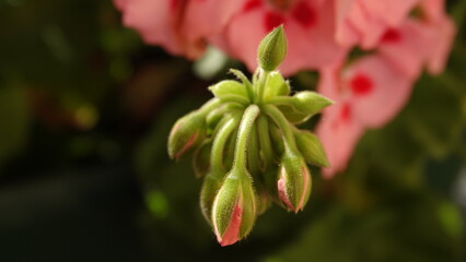 Pąki kwiatu pelargonii © tomo81