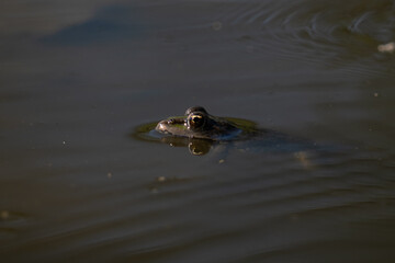 Frog in water 