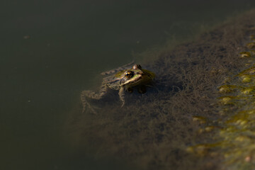 Frog in water 