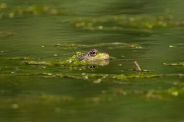 Frog in water 
