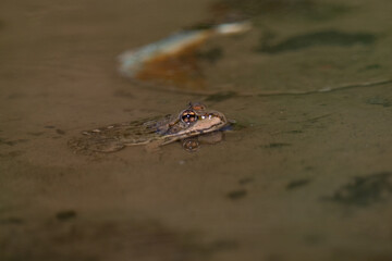 Frog in water 