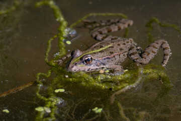 Frog in water 