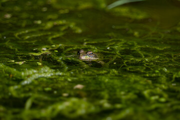 Frog in water 