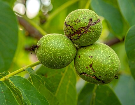 Green walnuts on a branch - Powered by Adobe