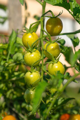 Tomato plants in greenhouse Green tomatoes plantation. Organic farming, young tomato plants growth in greenhouse.