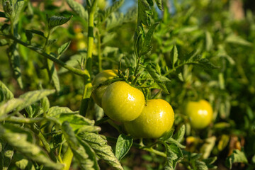 Tomato plants in greenhouse Green tomatoes plantation. Organic farming, young tomato plants growth in greenhouse.