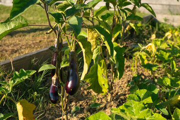 Aubergine eggplant plants in a garden close up