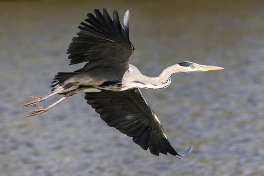 Grey Heron Flying Over Lake - 241A8469