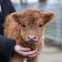 An innocent shaggy calf held by a farmer against a fence