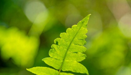 Bright green fern frond, sunlight dappled background
