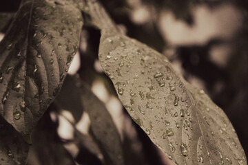 Beautiful Nature Wallpaper Background – Scenic Landscape, Peaceful Outdoors, High Resolution