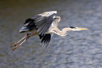 great blue heron