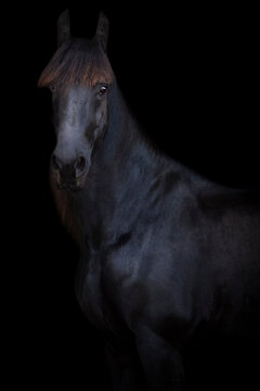 pferd vor schwarzem hintergrund