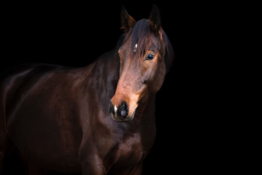 pferd vor schwarzem hintergrund