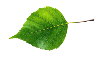 Close-up of a single vibrant green leaf.  Leaf's edge is slightly irregular, showing  distinct veins. Stem is visible, extending from leaf.  Isolated against black background