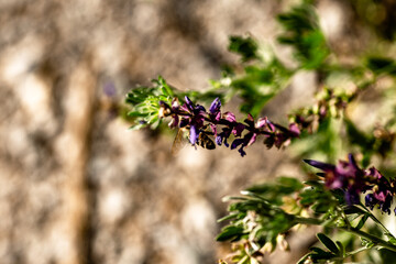 Medicinal and culinary sage with purple flowers