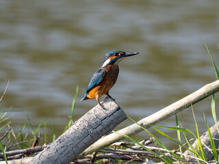 Kingfisher - Alcedo atthis