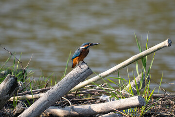 Kingfisher - Alcedo atthis