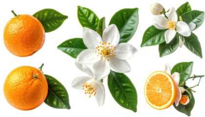 Fresh oranges and blossoms. flowers with green leaves, arranged in a grid pattern.  Vibrant colors and details highlight the citrus fruit and blossoms.  High-quality image
