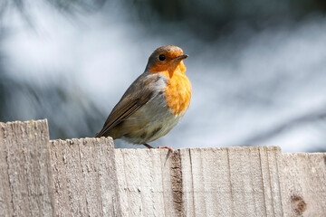 Robin On A Fence  - _MG_8411