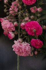 pink and white flowers