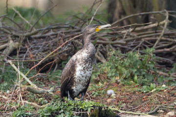 Cormorant Juvanile On Island In Lake - 241A4787