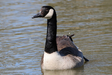 Canada Goose On Lake  - 241A6183